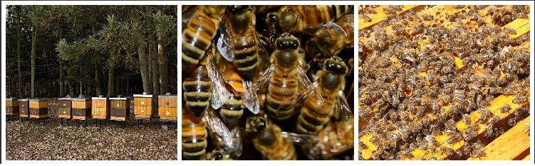 Tratamientos Fitosanitarios en Floración.