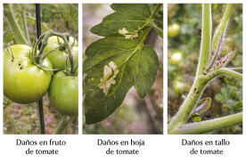 Polilla del Tomate. Control de Tuta Absoluta.