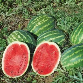 Compra SANDÍA TOP MARA F1 (1000 Semillas). en la tienda online Fito Agrícola