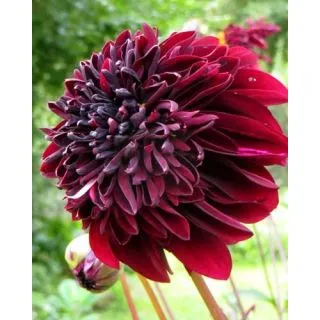 Compra DALIA SOULMAN (10 Unid.). en la tienda online Fito Agrícola