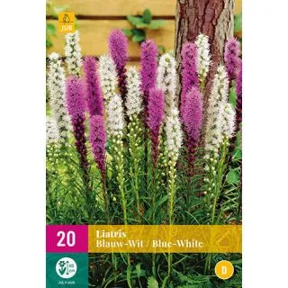 Compra LIATRIS AZUL - BLANCO XXL en la tienda online Fito Agrícola