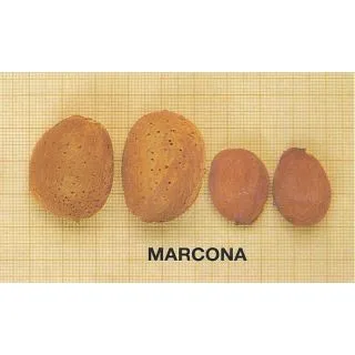 Compra ALMENDRO MARCONA en la tienda online Fito Agrícola