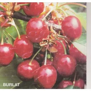 Compra CEREZO BURLAT en la tienda online Fito Agrícola