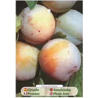Compra CIRUELO REINA CLAUDIA OULLINS en la tienda online Fito Agrícola