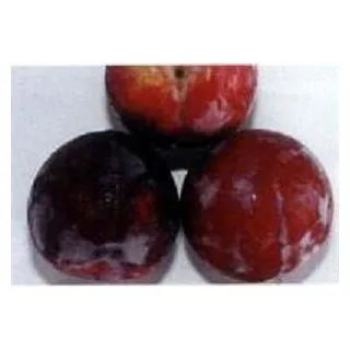 Compra CIRUELO SANTA ROSA en la tienda online Fito Agrícola