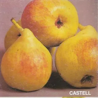 Compra PERAL CASTELL (Nº 1) en la tienda online Fito Agrícola