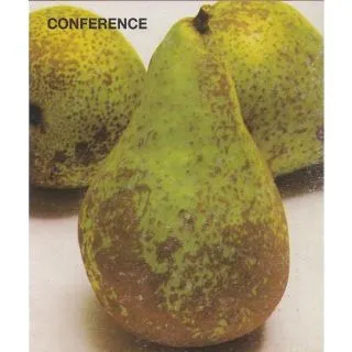 Compra PERAL CONFERENCE en la tienda online Fito Agrícola