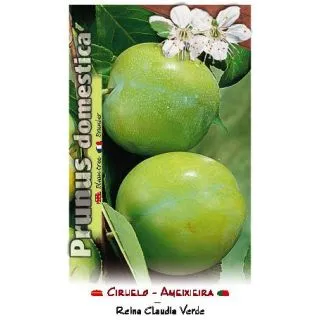 Compra CIRUELO REINA CLAUDIA VERDE en la tienda online Fito Agrícola