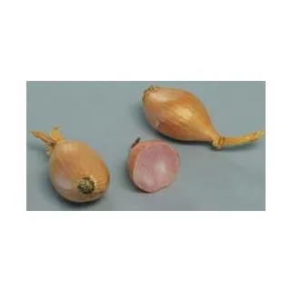 Compra CHALOTA DE SIEMBRA JERMOR 15/35 (500 gr.) en la tienda online Fito Agrícola