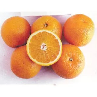 Compra NARANJO VALENCIA DELTA SEEDLESS - 25 en la tienda online Fito Agrícola