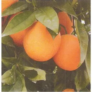 Compra NARANJO VALENCIA MIDKNIGHT - 25 en la tienda online Fito Agrícola