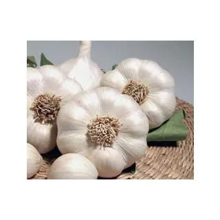 Compra AJO BLANCO DE SIEMBRA GARCUA 55/60 (10 Kgr.). en la tienda online Fito Agrícola