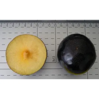 Compra CIRUELO ANGELENO en la tienda online Fito Agrícola