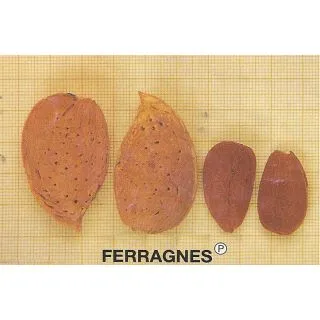 Compra ALMENDRO FERRAGNES en la tienda online Fito Agrícola
