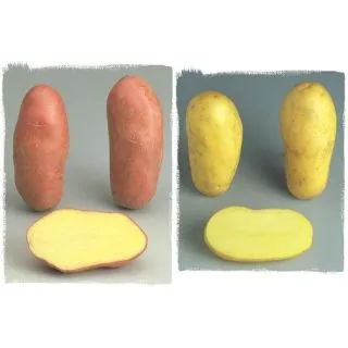 Compra PATATAS DE SIEMBRA GRATIS (15-25 Unidades). en la tienda online Fito Agrícola