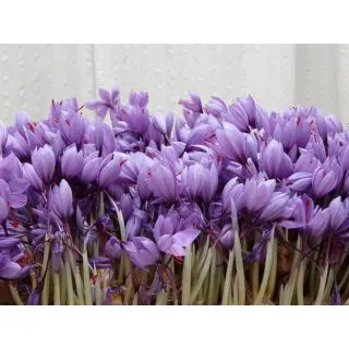 Compra AZAFRÁN DE SIEMBRA CATEGORÍA B (1 Kgr.) en la tienda online Fito Agrícola