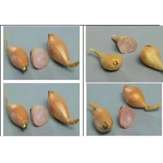 Compra CHALOTAS DE SIEMBRA GRATIS (+/- 1 Kgr.). en la tienda online Fito Agrícola