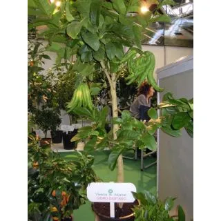 Compra CIDRO DIGITADO O MANO DE BUDA - 25 en la tienda online Fito Agrícola