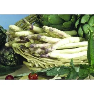 Compra ESPÁRRAGO LOLITA (25 Garras) en la tienda online Fito Agrícola