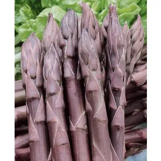 Compra ESPÁRRAGO VIOLETA (10 Garras) en la tienda online Fito Agrícola