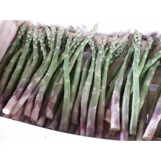 Compra ESPÁRRAGO SELECCIÓN VERDE (25 Garras) en la tienda online Fito Agrícola