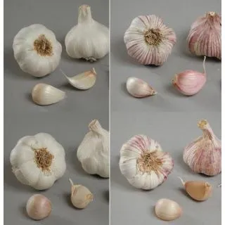 Compra AJOS DE SIEMBRA GRATIS (+/- 60 Cabezas) en la tienda online Fito Agrícola