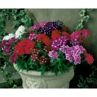 Compra VERBENA QUARTZ XP MIX (240 Plantas). en la tienda online Fito Agrícola