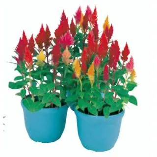 Compra CELOSÍA PLUMOSA KIMONO MIX (240 Plantas) en la tienda online Fito Agrícola