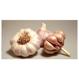 Compra AJO VIOLETA DE SIEMBRA GARPEK 60/+ (5 Kgr.). en la tienda online Fito Agrícola