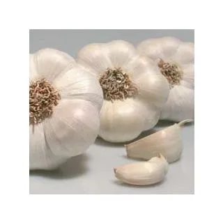 Compra AJO BLANCO DE SIEMBRA GARDACHO 55/60 (20 Kgr.). en la tienda online Fito Agrícola