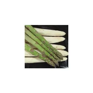 Compra ESPÁRRAGO DARZILLA (150 garras) en la tienda online Fito Agrícola