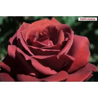 Compra ROSAL TERRACOTTA ® - Simchoca en la tienda online Fito Agrícola