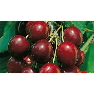 Compra CEREZO VAN en la tienda online Fito Agrícola