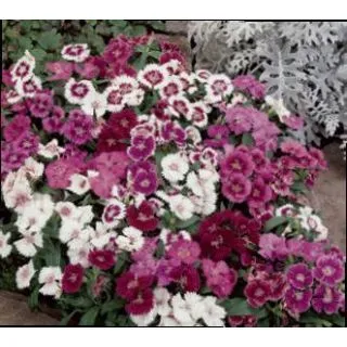 Compra DIANTHUS IDEAL MIX (240 Plantas). en la tienda online Fito Agrícola