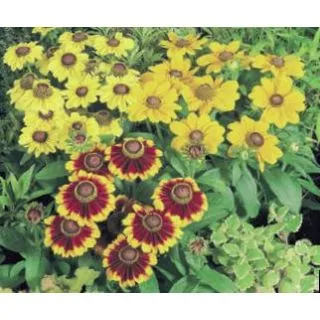 Compra RUDBECKIA TOTO MIXT (240 Plantas). en la tienda online Fito Agrícola