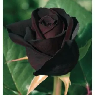 Compra ROSAL BLACK BACCARA ® - Meidebenne en la tienda online Fito Agrícola