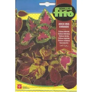 Compra COLEOS ARCO IRIS VARIADO F1 (0,4 gr.). en la tienda online Fito Agrícola