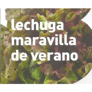 Compra LECHUGA MARAVILLA DE VERANO MS12 en la tienda online Fito Agrícola