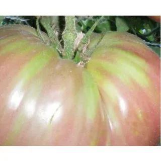 Compra TOMATE MORADO MS6 en la tienda online Fito Agrícola