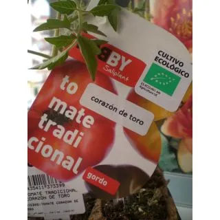 Compra TOMATE CORAZÓN DE TORO ECOLÓGICO MSE6 en la tienda online Fito Agrícola