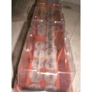 Compra INVERNADERO JIFFY EASY 24 Alveólos (53x11 cm.) (1 Unid.). en la tienda online Fito Agrícola