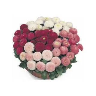 Compra BELLIS TASSO MIX (240 Plantas). en la tienda online Fito Agrícola