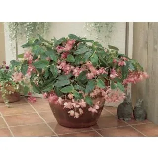 Compra BEGONIA DRAGON WING ROSA F1 (144 Plantas) en la tienda online Fito Agrícola