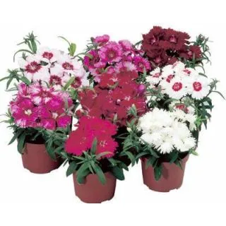 Compra DIANTHUS DIANA MIX (240 Plantas). en la tienda online Fito Agrícola