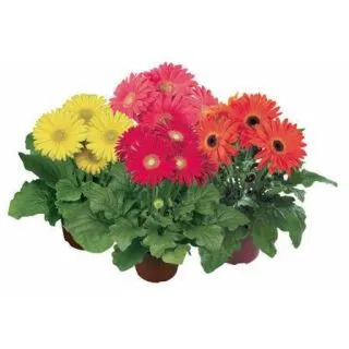 Compra GERBERA GIANT MIX (144 Plantas). en la tienda online Fito Agrícola