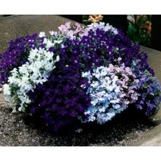 Compra LOBELIA RIVIERA MIX (240 Plantas) en la tienda online Fito Agrícola