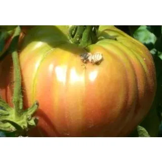 Compra TOMATE BEEFSTEAK (Injertado) M11 en la tienda online Fito Agrícola