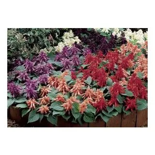 Compra SALVIA VISTA MIX (240 Plantas). en la tienda online Fito Agrícola