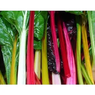 Compra ACELGA COLORES M11 en la tienda online Fito Agrícola