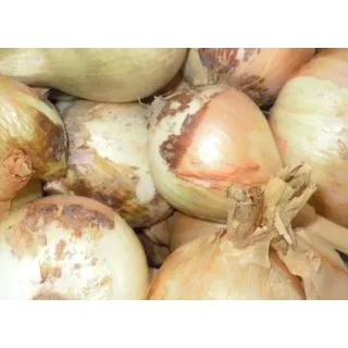 Compra CEBOLLA DULCE DE FUENTES MB50 en la tienda online Fito Agrícola